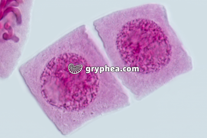 Mitose racine d'Ail FIN DE MITOSE x640 - gryphea.com